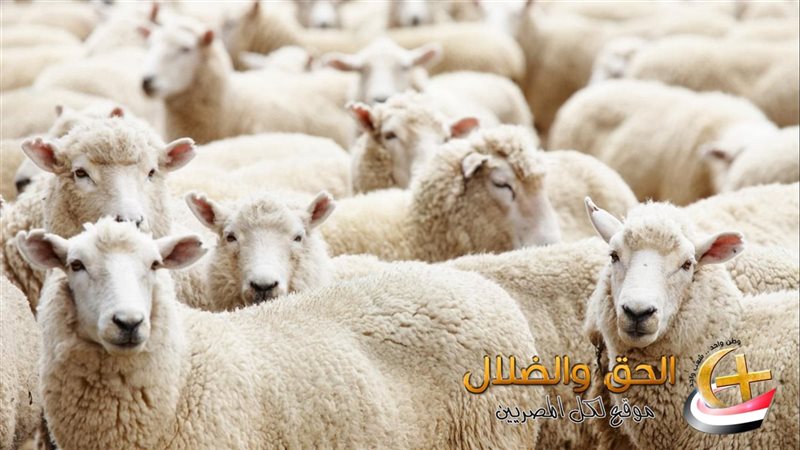 عيد الأضحى 2025