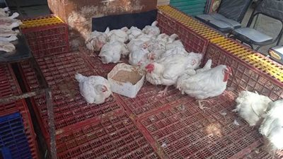 بعد الارتفاع الملحوظ فى سعر البانية: ننشر أسعار الدواجن والبيض والبانية اليوم الخميس 21/أغسطس/2025 بالاسواق والبورصة