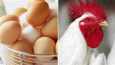 سعر الفراخ البيضاء اليوم وفق بيان بورصة الدواجن .. كرتونة البيض بـ150 جنيه