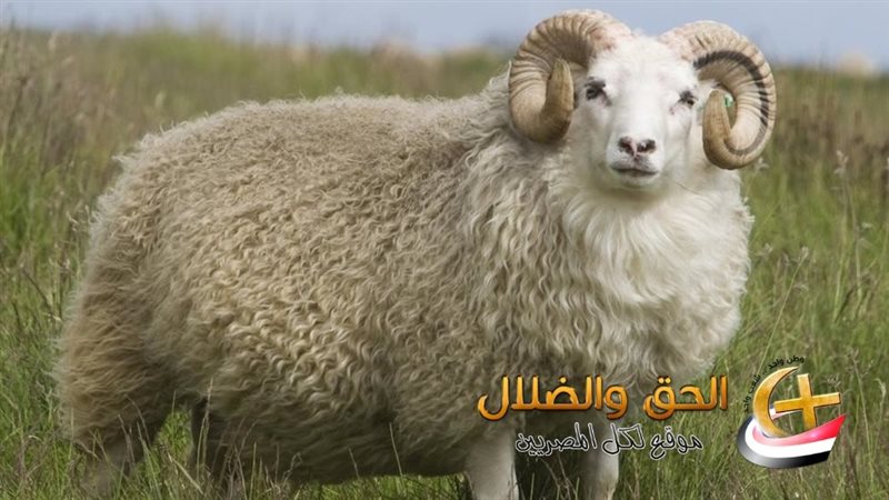 الخروف المتسبب في