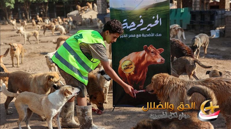 الرفق بالحيوان