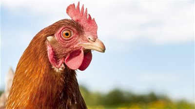 الفراخ بتطلع تانى شوف الكيلو بكام النهارده ؟ ننشر أسعار الدواجن والبيض والبانية اليوم الثلاثاء 24/يونيو/2025 بالأسواق