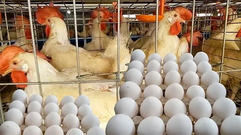 أسعار البيض اليوم