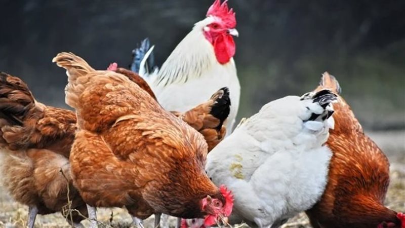 أسعار الدواجن اليوم
