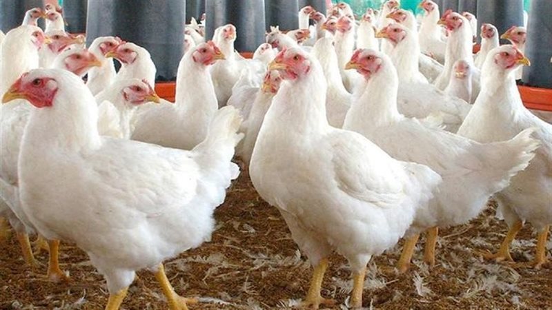 أسعار الدواجن