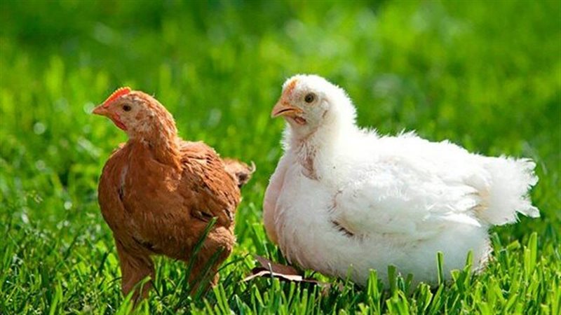 أسعار دجاج الساسو