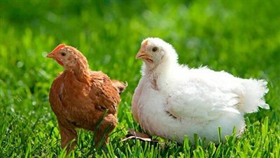 الفراخ بكام في السوق ....أسعار الدواجن والبيض والبانية اليوم السبت 12/يوليو/2025 بالاسواق والبورصة