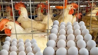 الفراخ البلدى وصلت لـ125 جنية الكيلو...ننشر أسعار الدواجن والبيض والبانية اليوم الاثنين 21/يوليو/2025 بالأسواق