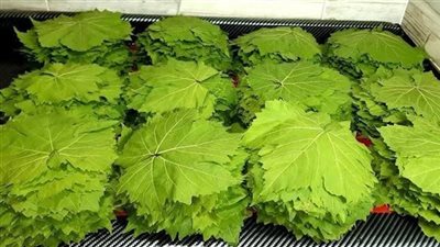 ورق العنب حول المحشى لرفاهية بعد وصل سعر الكيلو لـ100 جنية ورئيس الشعبة يوضح الاسباب