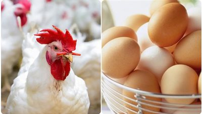 تعرف على سعر الفراخ البيضاء والساسو والبلدى وكرتونة البيض بالأسواق اليوم الجمعة 8 أغسطس 2025