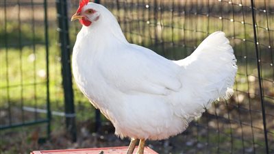 سعر كيلو البانيه بـ 220 جنية..أسعار الدواجن والبيض والبانية اليوم السبت 26/يوليو/2025 بالأسواق