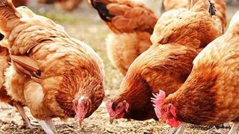 أسعار الدواجن والبيض