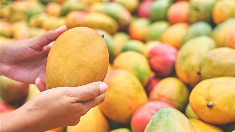 أسعار المانجو اليوم