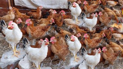 كيلو الفراخ البلدى بـ 135 جنية ..أسعار الدواجن والبيض والبانية اليوم الأحد 10/أغسطس/2025 بالأسواق