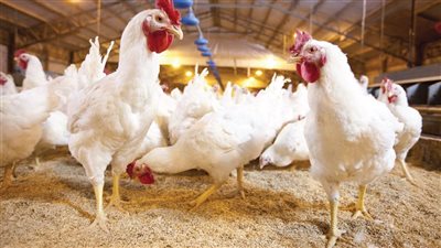 سعر كيلو البانية النهارده بـ 170 جنية:أسعار الدواجن والبيض والبانية اليوم الأثنين 11/أغسطس/2025 بالأسواق