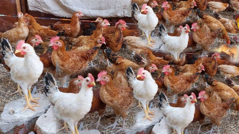 أسعار الدجاج الأبيض