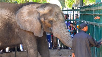 افتتاح حديقة الحيوان بالجيزة في سبتمبر 2025 بعد تطوير شامل ونفي زيادة التذاكر المبالغ فيها