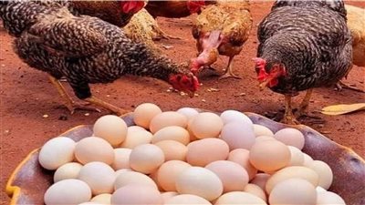 رئيس شعبة الدواجن السعر الحالي للدواجن يُسبب خسائر فادحة للمزارعين وغير المقبول بعد تراجع الدولار