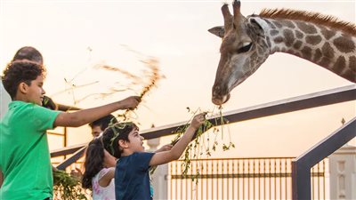 حديقة الحيوان بالجيزة تفتح أبوابها سبتمبر 2025 بعد تطوير يربطها بحديقة الأورمان.. والتذكرة بأسعار مناسبة للجميع