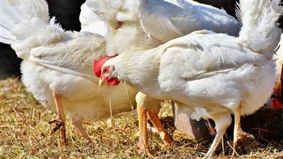أسعار الدواجن والبانيه اليوم الإثنين 1 سبتمبر بالاسواق والبورصة:الفراخ البيضاء للمستهلك بـ 75 جنيه