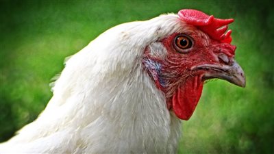 أسعار الدواجن والبانيه اليوم الأربعاء ٣ سبتمبر بالاسواق والبورصة: البانيه للمستهلك بين٢٠٠ و٢١٠ جنية