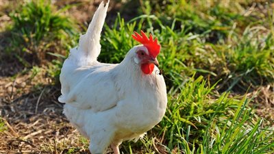 أسعار الدواجن والبيض اليوم الأحد 5 أكتوبر 2025 الفراخ البلدي تسجل 115 جنيها والبانيه 180 جنية