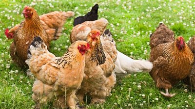 أسعار الدواجن والبيض اليوم الثلاثاء 23 سبتمبر 2025 الفراخ البيضاء تسجل 74 جنيه فى الاسواق