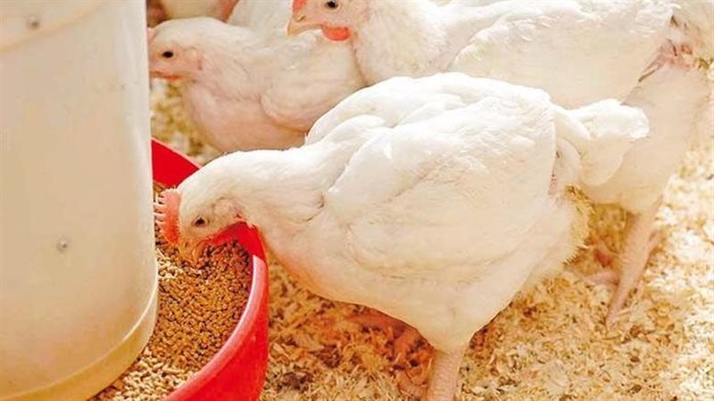 أسعار الدجاج الأبيض