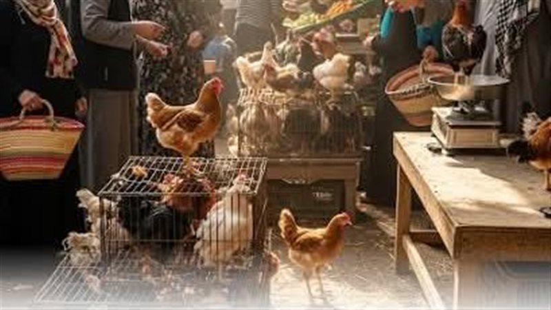 أسعار الدواجن اليوم