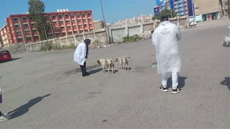 إستراتيجية الدولة