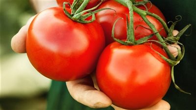 ارتفاع أسعار الطماطم 20 جنيهًا الشهر المقبل ونقيب الفلاحين يحذر من وصول الكيلو 30 جنيهًا
