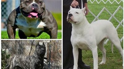 القبض على شخص كان يقوم بشنق كلاب الشارع في الجيزة بفيديو غير إنساني