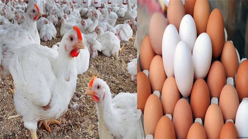 أسعار الدواجن والبيض