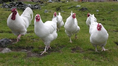 اسعار الدواجن والبيض اليوم الجمعة 17 أكتوبر 2025 سعر كيلو الفراخ البيضاء للمستهلك 75 جنية