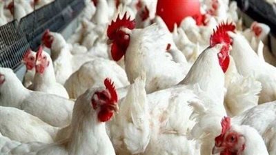 اسعار الدواجن والبيض اليوم السبت 18 أكتوبر 2025 سعر كيلو الفراخ البيضاء للمستهلك 75 جنية