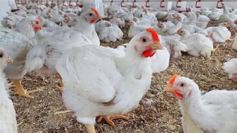 سعر الدجاج الابيض