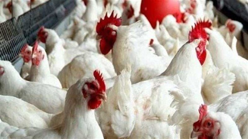 سعر الدجاج الأبيض