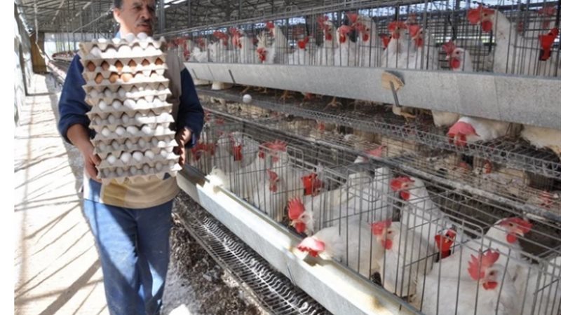 بورصة الدواجن تعلن