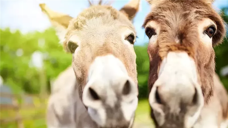 تصريحات نقيب الفلاحين