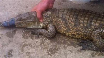 ظهور تماسيح في الشرقية يثير الذعر  