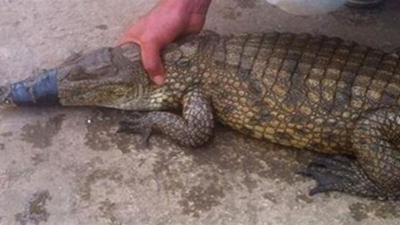 ظهور تماسيح في الشرقية