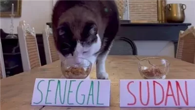 نيجيريا تهزم منتخب الجزائر وتتأهل لدور نصف النهائي 