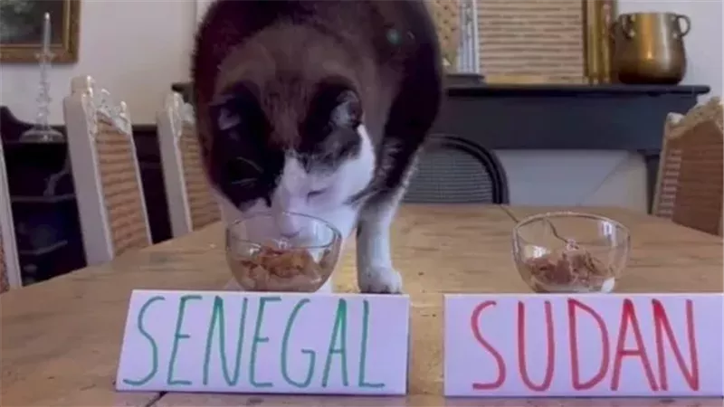 القط العراف