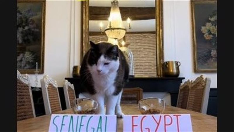 القط العراف