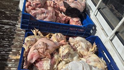 الدواجن الفاسدة.. محافظة الجيزة تعلن عن ضبط كميات من الفراخ  