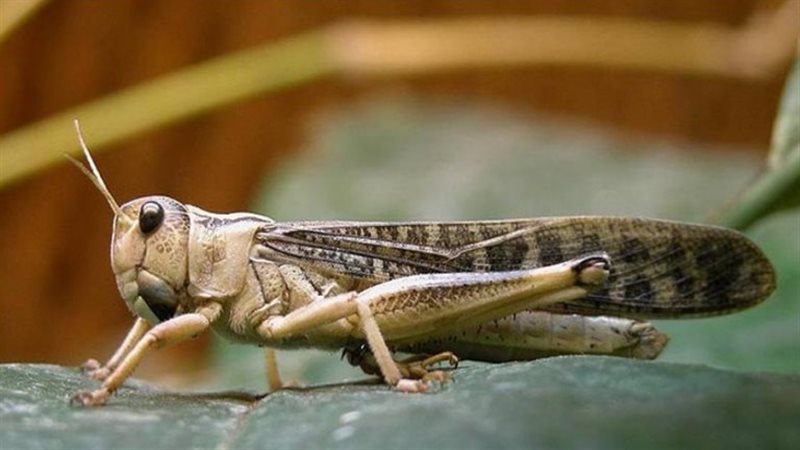 الزراعة توضح حقيقة