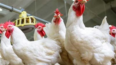 40 من الدول التي حظرت السعودية استيراد  الدواجن والبيض منها 