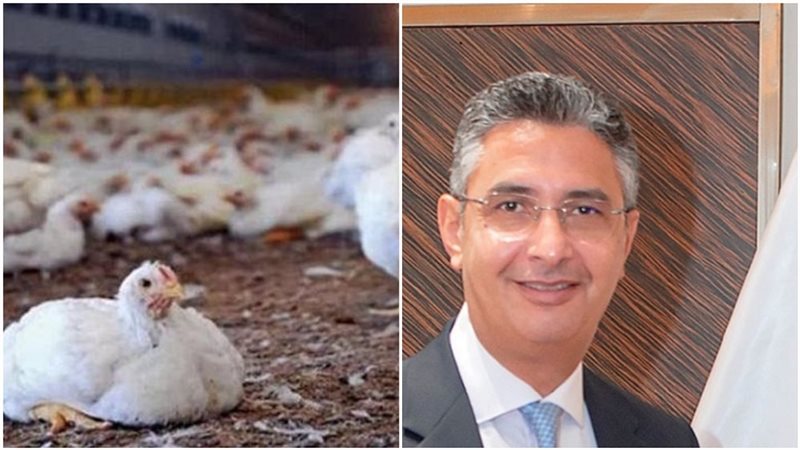 هبوط أسعار الفراخ