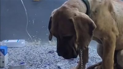 منى عبد الوهاب تتحرك قانونيا من أجل الدفاع عن كلب السويس