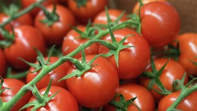 التموين تطرح الطماطم بسعر مخفض 